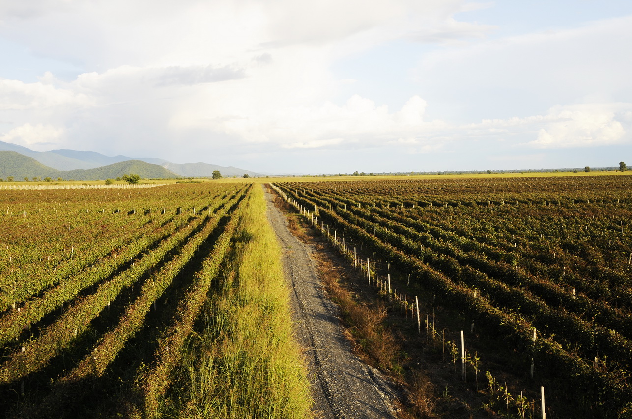 140118080623 vineyard in kakheti